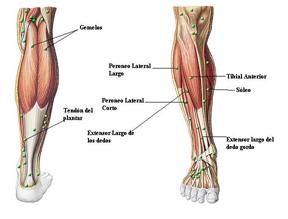 Figura No.1 Compartimientos anatómicos de la pierna2